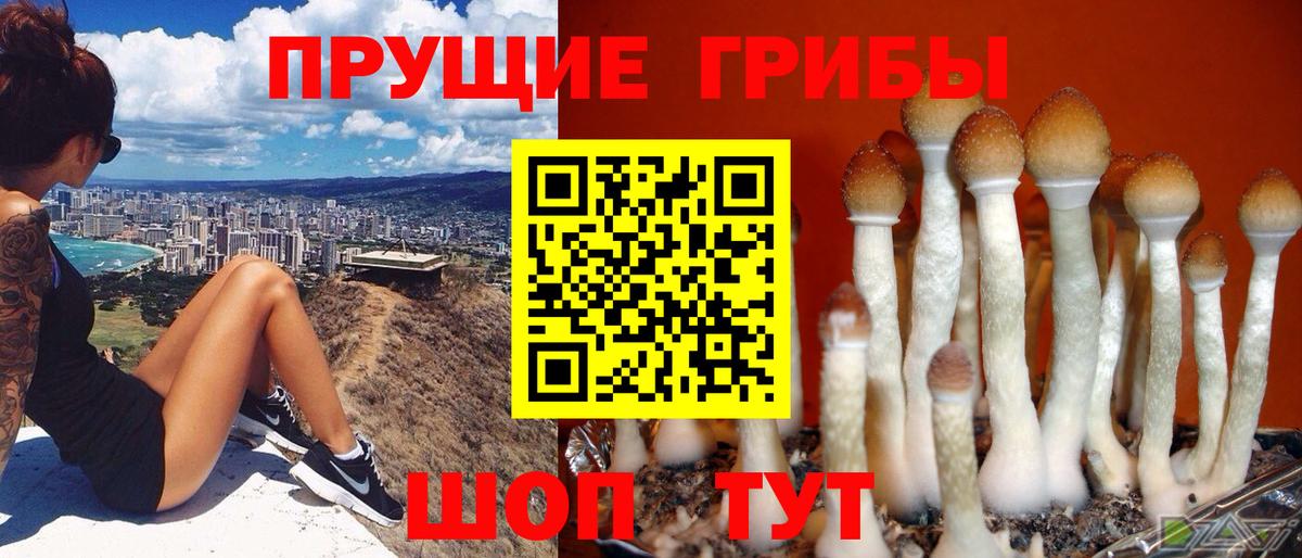 Галлюциногенные грибы Cubensis Кувандык